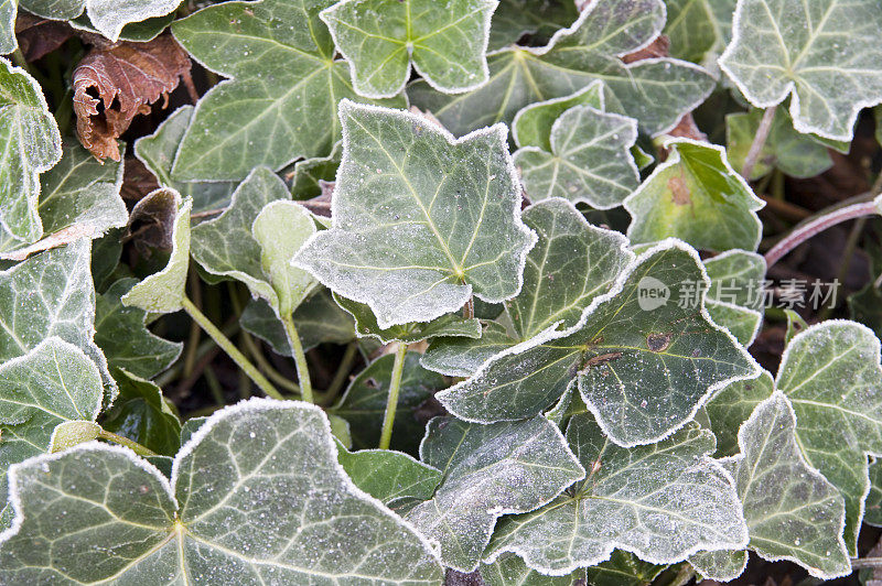 霜藤叶(Hedera helix)